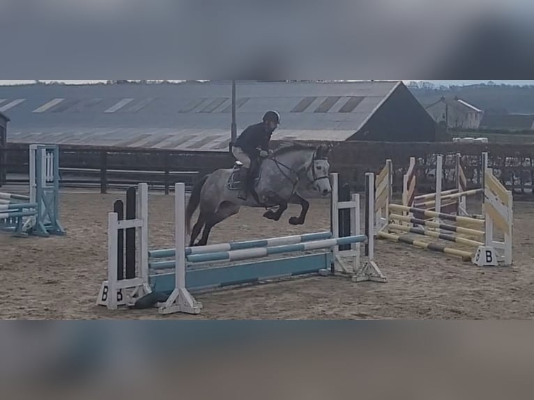 Caballo de deporte irlandés Yegua 8 años 158 cm Tordo in Leitrim