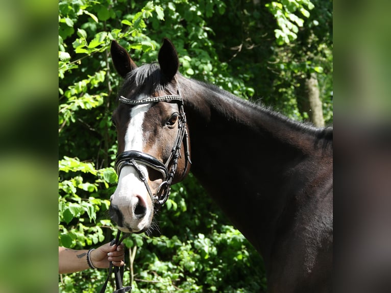 Caballo de deporte irlandés Yegua 8 años 160 cm Morcillo in Wachtendonk