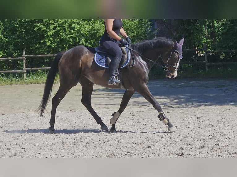 Caballo de deporte irlandés Yegua 8 años 160 cm Morcillo in Wachtendonk