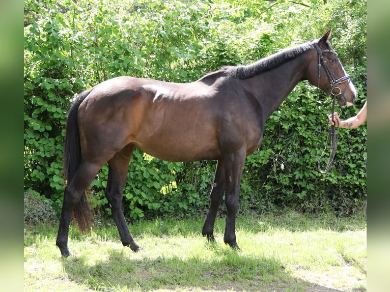 Caballo de deporte irlandés Yegua 8 años 160 cm Morcillo in Wachtendonk