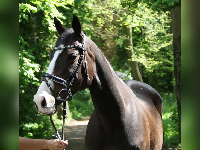 Caballo de deporte irlandés Yegua 8 años 160 cm Morcillo in Wachtendonk
