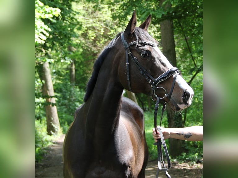 Caballo de deporte irlandés Yegua 8 años 160 cm Morcillo in Wachtendonk