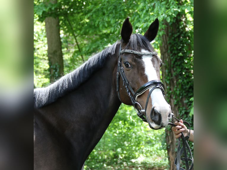Caballo de deporte irlandés Yegua 8 años 160 cm Morcillo in Wachtendonk