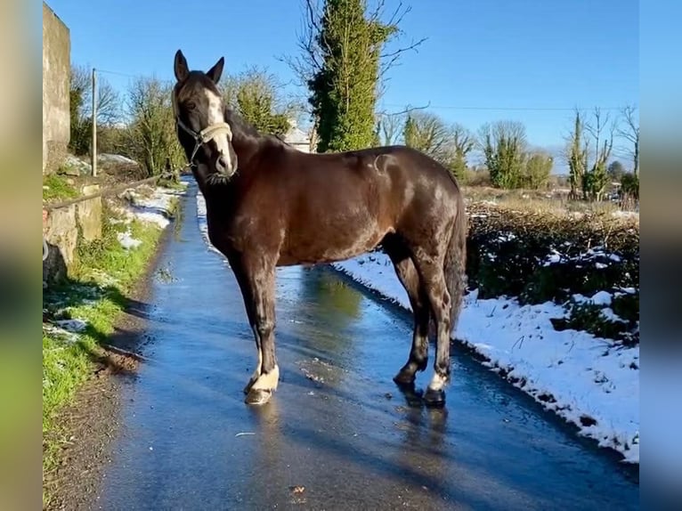 Caballo de deporte irlandés Yegua 8 años 162 cm Castaño in Sligo