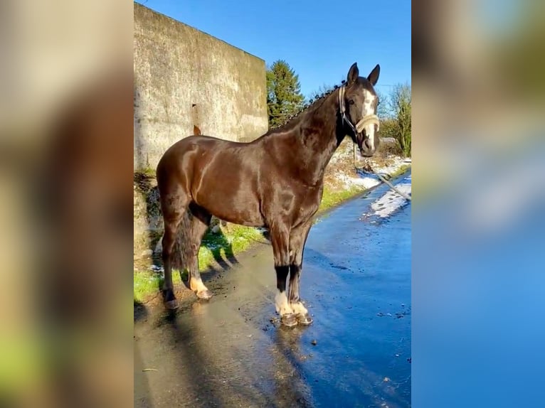 Caballo de deporte irlandés Yegua 8 años 162 cm Castaño in Sligo