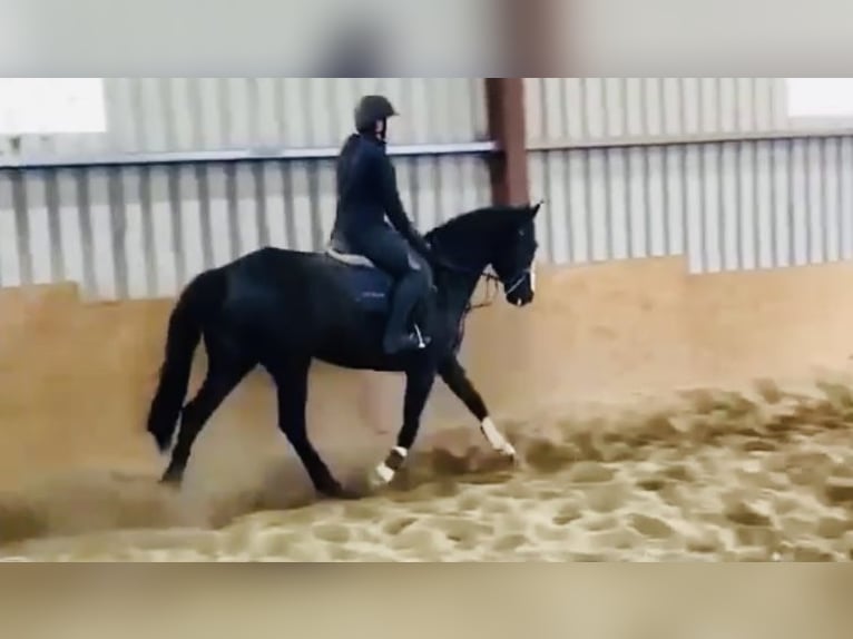 Caballo de deporte irlandés Yegua 8 años 162 cm Castaño in Sligo