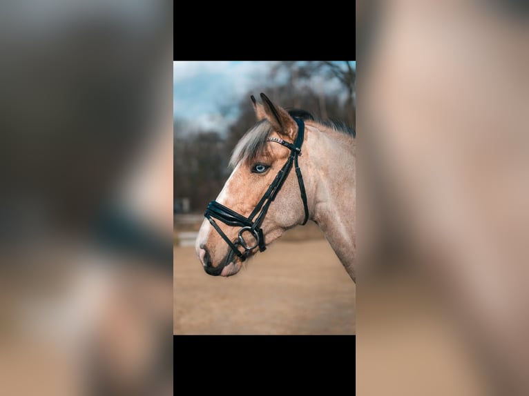 Caballo de deporte irlandés Yegua 8 años 162 cm Pío in Dorsten