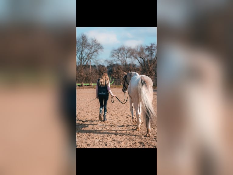 Caballo de deporte irlandés Yegua 8 años 162 cm Pío in Dorsten