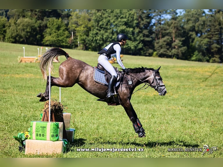 Caballo de deporte irlandés Yegua 8 años 162 cm Tordo in Inzing