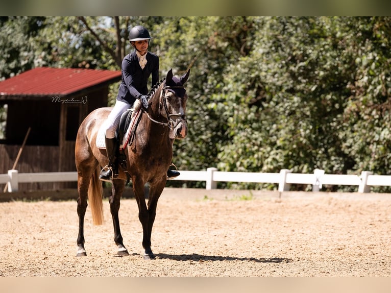 Caballo de deporte irlandés Yegua 8 años 162 cm Tordo in Inzing