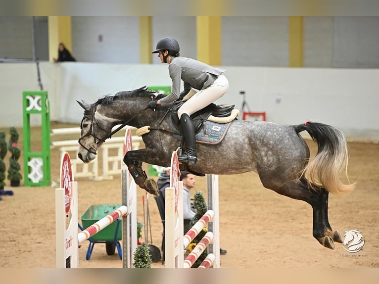 Caballo de deporte irlandés Yegua 8 años 162 cm Tordo in Inzing