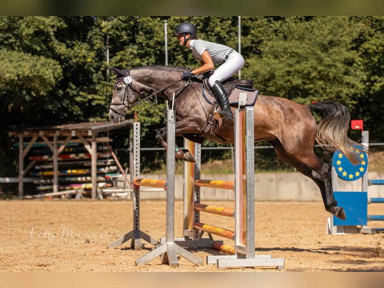 Caballo de deporte irlandés Yegua 8 años 162 cm Tordo in Inzing