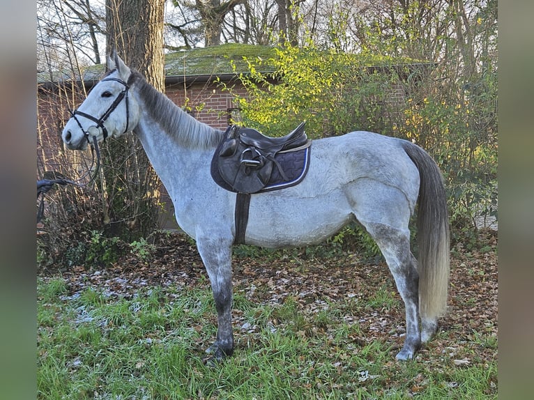 Caballo de deporte irlandés Yegua 8 años 162 cm Tordo rodado in Nettetal