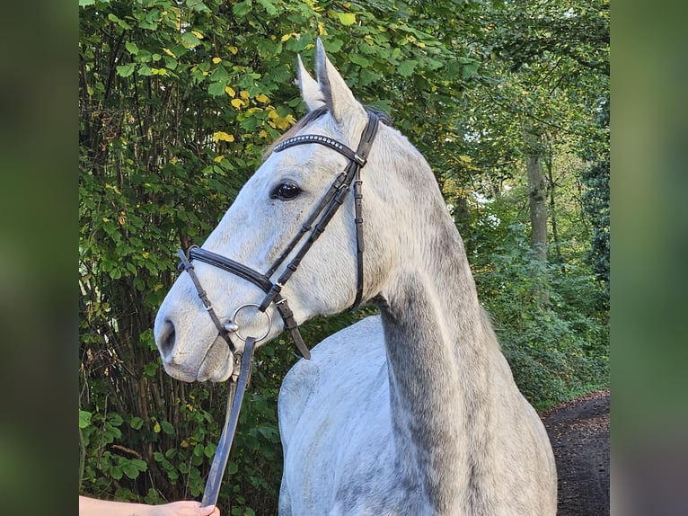 Caballo de deporte irlandés Yegua 8 años 162 cm Tordo rodado in Nettetal