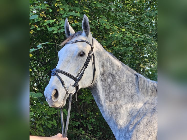 Caballo de deporte irlandés Yegua 8 años 162 cm Tordo rodado in Nettetal