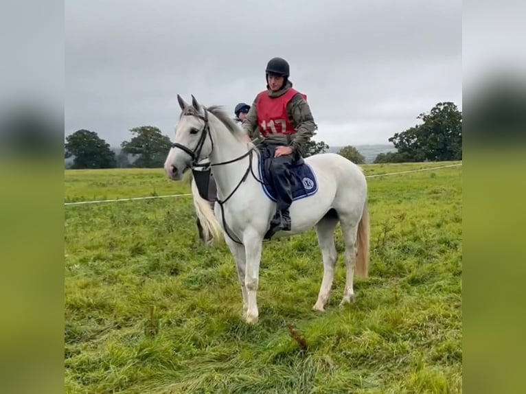 Caballo de deporte irlandés Yegua 8 años 163 cm Tordo in Manchester