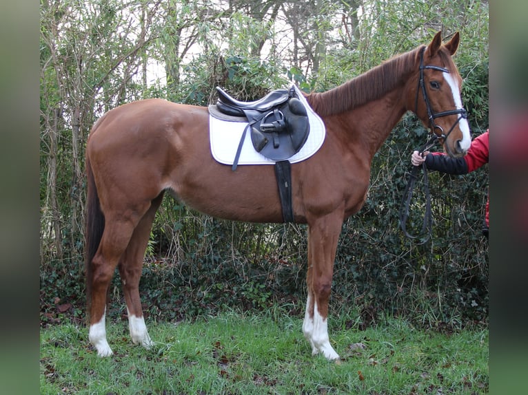 Caballo de deporte irlandés Yegua 8 años 165 cm Alazán-tostado in Nettetal