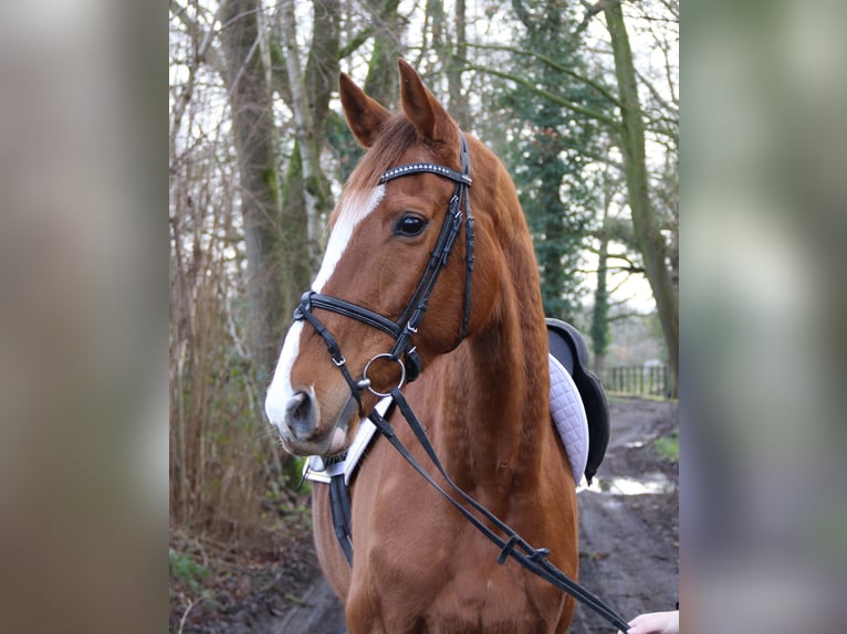 Caballo de deporte irlandés Yegua 8 años 165 cm Alazán-tostado in Nettetal