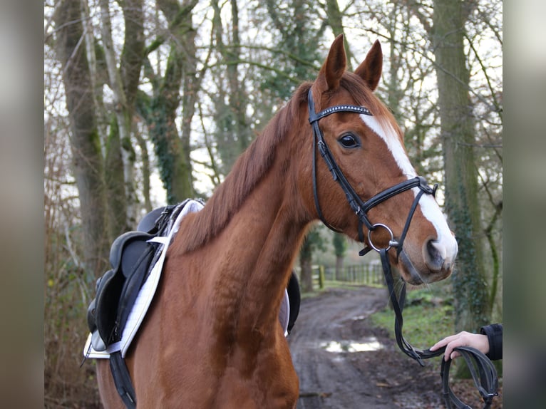 Caballo de deporte irlandés Yegua 8 años 165 cm Alazán-tostado in Nettetal