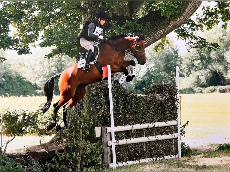 Caballo de deporte irlandés Yegua 8 años 165 cm Castaño in Hanstedt