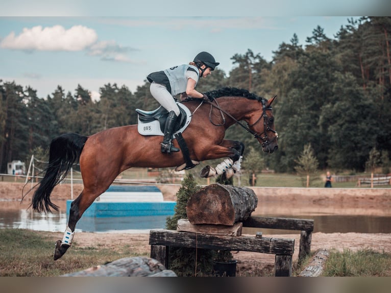 Caballo de deporte irlandés Yegua 8 años 165 cm Castaño in Hanstedt