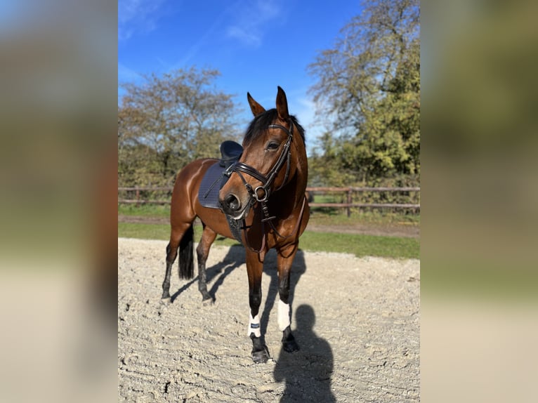 Caballo de deporte irlandés Yegua 8 años 165 cm Castaño in Hanstedt