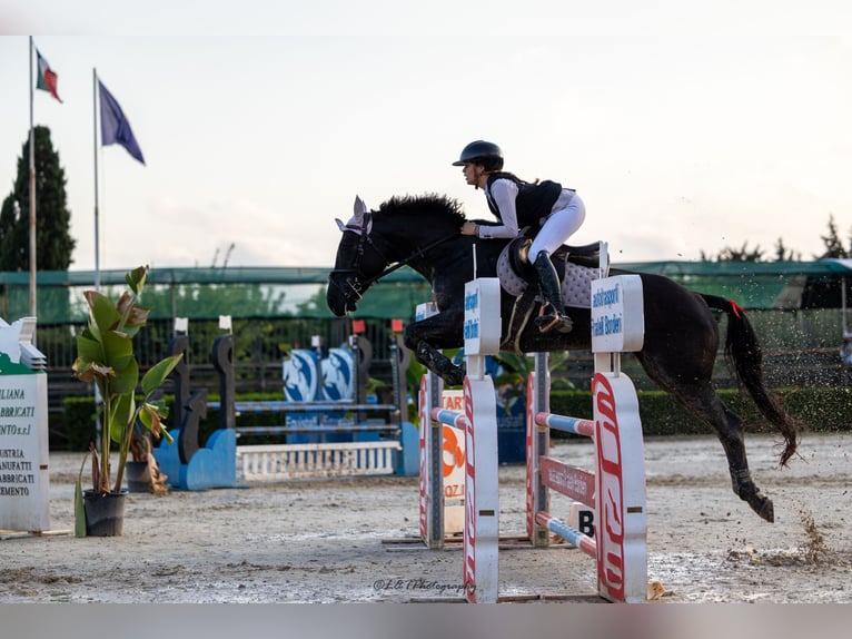 Caballo de deporte irlandés Yegua 8 años 165 cm Castaño oscuro in Luqa