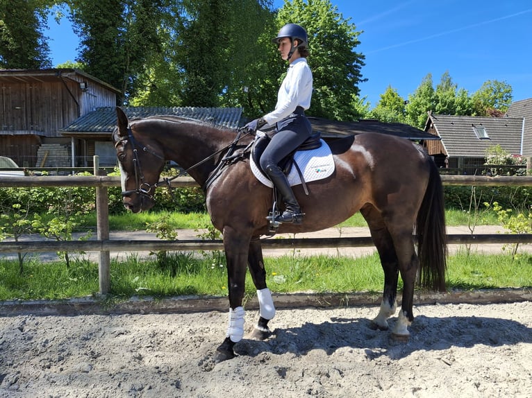 Caballo de deporte irlandés Yegua 8 años 174 cm Morcillo in Salzhausen