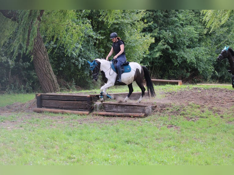 Caballo de deporte irlandés Yegua 9 años 147 cm Pío in Wijk en Aalburg