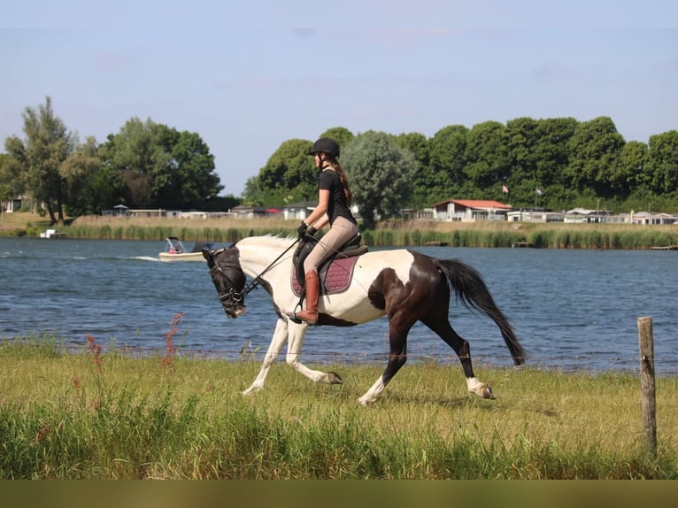 Caballo de deporte irlandés Yegua 9 años 147 cm Pío in Wijk en Aalburg