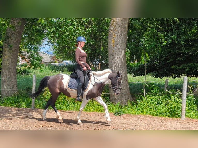 Caballo de deporte irlandés Yegua 9 años 147 cm Pío in Wijk en Aalburg