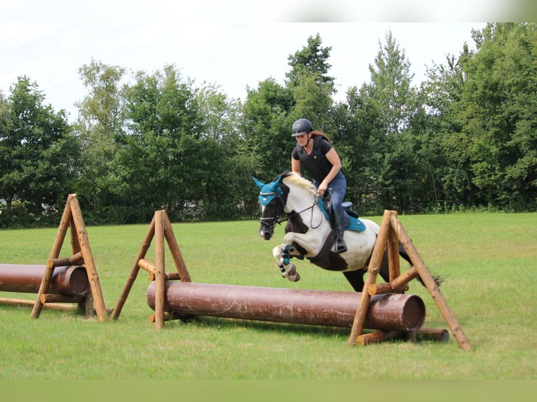 Caballo de deporte irlandés Yegua 9 años 147 cm Pío in Wijk en Aalburg