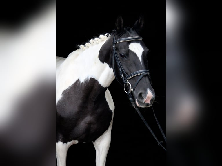 Caballo de deporte irlandés Yegua 9 años 147 cm Pío in Wijk en Aalburg
