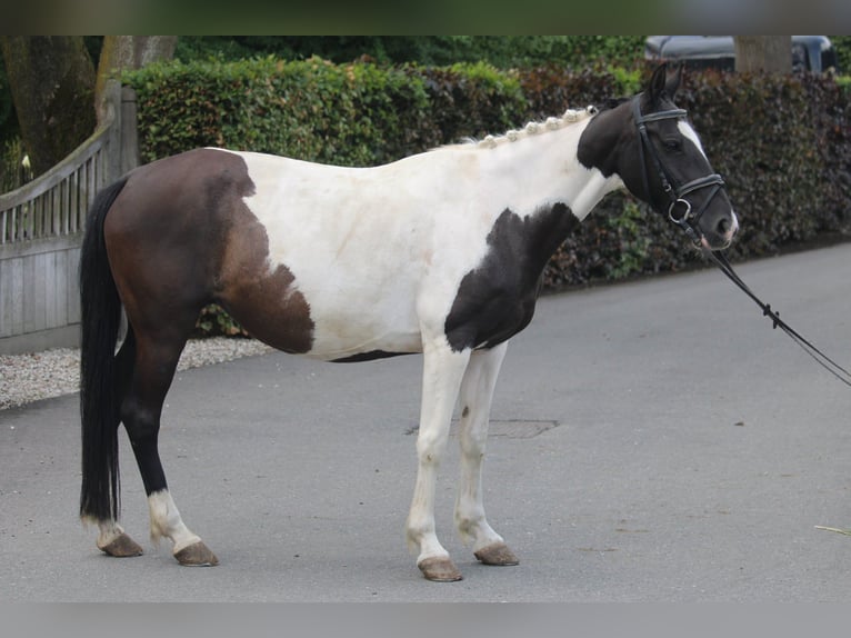 Caballo de deporte irlandés Yegua 9 años 147 cm Pío in Wijk en Aalburg