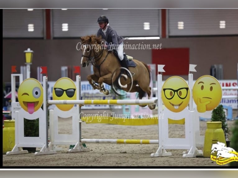 Caballo de deporte irlandés Mestizo Yegua 9 años 148 cm Alazán-tostado in co kerry