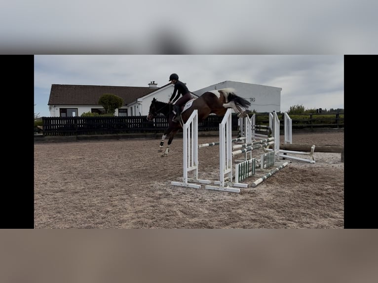 Caballo de deporte irlandés Yegua 9 años 148 cm Tovero-todas las-capas in Sligo