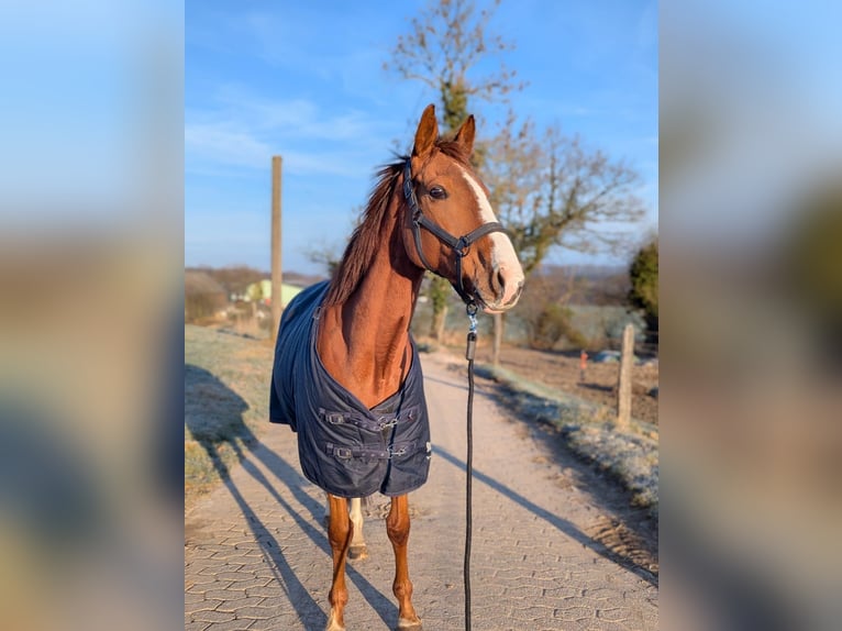 Caballo de deporte irlandés Yegua 9 años 155 cm Alazán in Ratingen