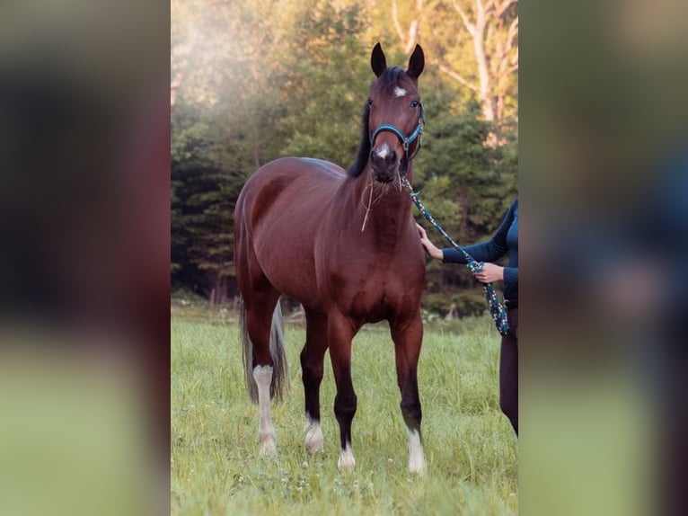 Caballo de deporte irlandés Mestizo Yegua 9 años 155 cm Pío in Bad Waldsee
