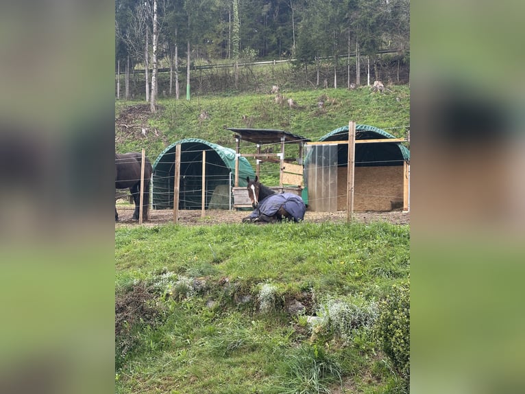Caballo de deporte irlandés Yegua 9 años 157 cm Castaño oscuro in Hermagor