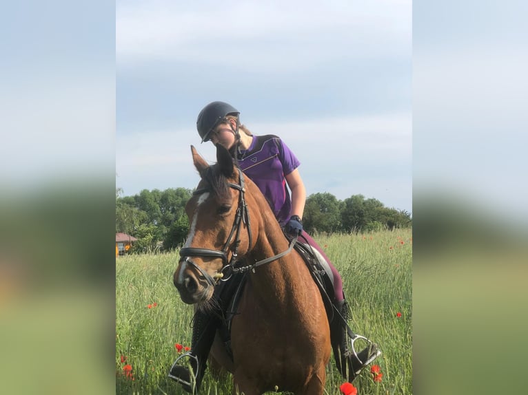 Caballo de deporte irlandés Yegua 9 años 160 cm Castaño in Berlin