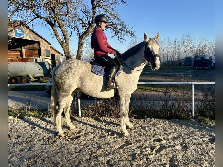 Caballo de deporte irlandés Yegua 9 años 160 cm Tordo in Pelmberg