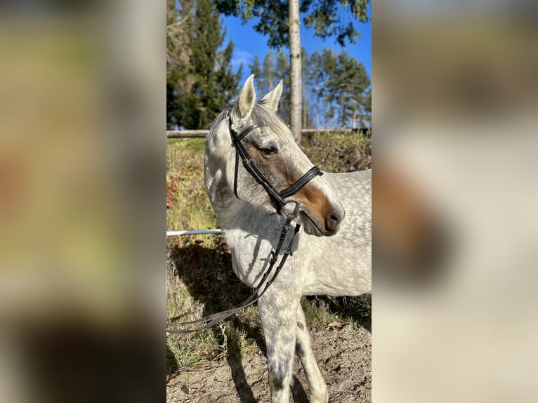 Caballo de deporte irlandés Yegua 9 años 160 cm Tordo in Pelmberg