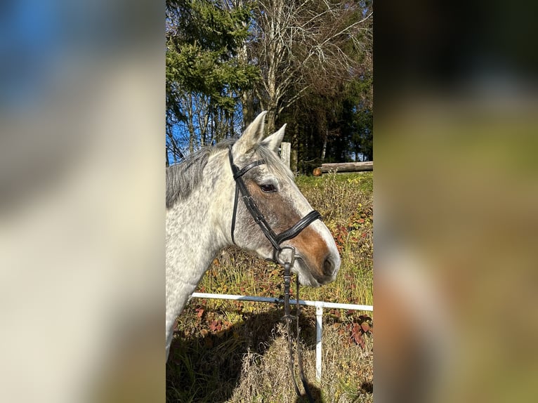 Caballo de deporte irlandés Yegua 9 años 160 cm Tordo in Pelmberg