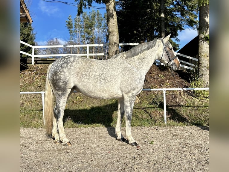 Caballo de deporte irlandés Yegua 9 años 160 cm Tordo in Pelmberg