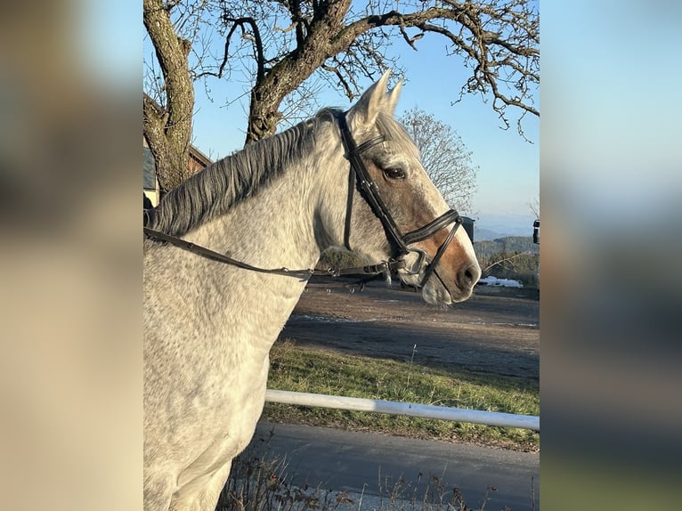 Caballo de deporte irlandés Yegua 9 años 160 cm Tordo in Pelmberg