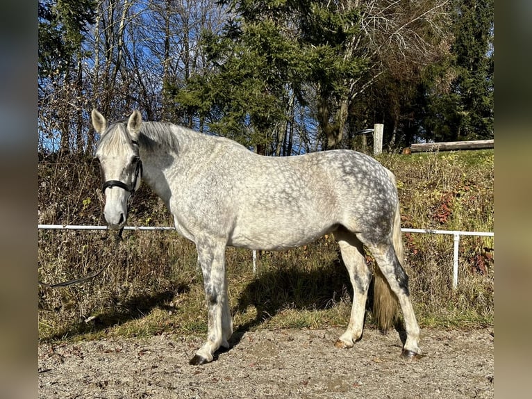 Caballo de deporte irlandés Yegua 9 años 160 cm Tordo in Pelmberg