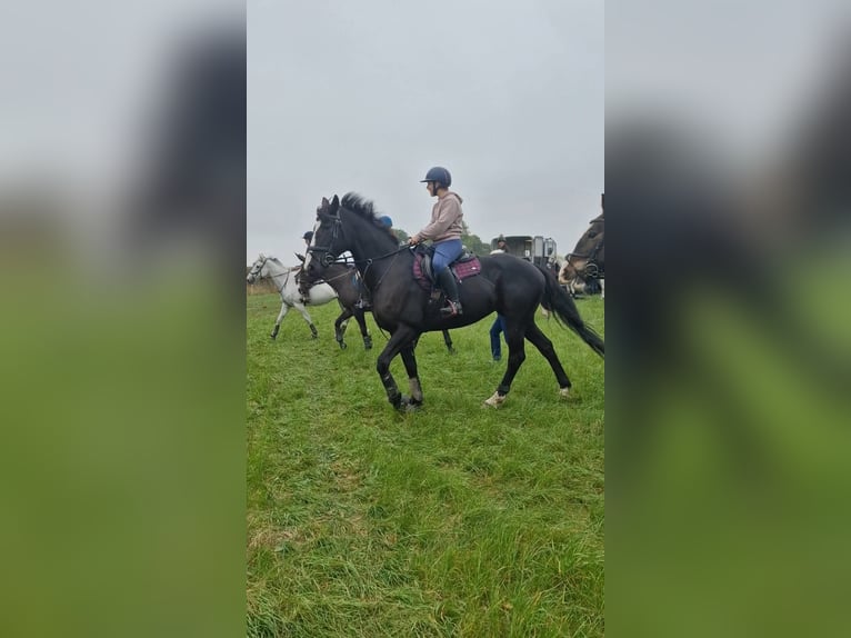 Caballo de deporte irlandés Yegua 9 años 163 cm Castaño oscuro in Belfast