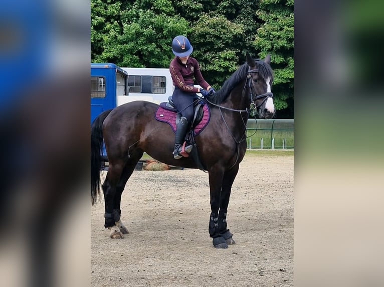 Caballo de deporte irlandés Yegua 9 años 163 cm Castaño oscuro in Belfast