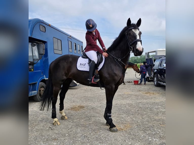 Caballo de deporte irlandés Yegua 9 años 163 cm Castaño oscuro in Belfast