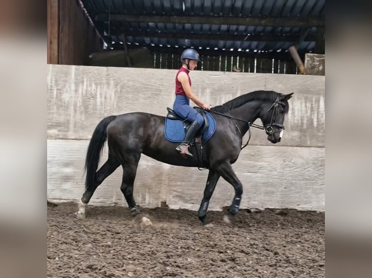 Caballo de deporte irlandés Yegua 9 años 163 cm Castaño oscuro in Belfast